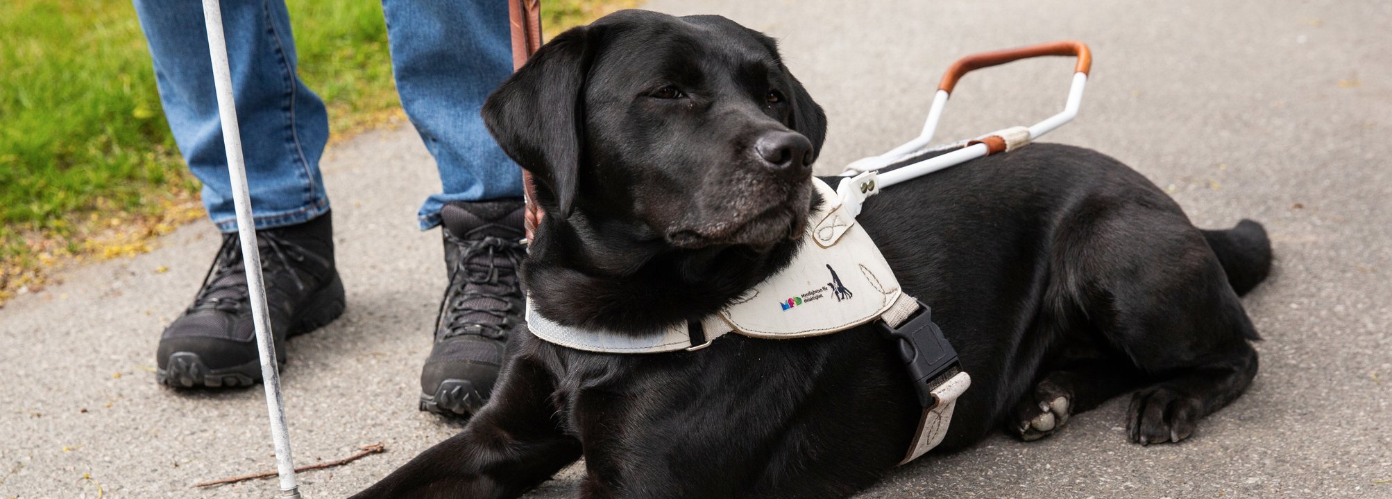 Svart ledarhund i vit sele ligger ner på en grusgång.