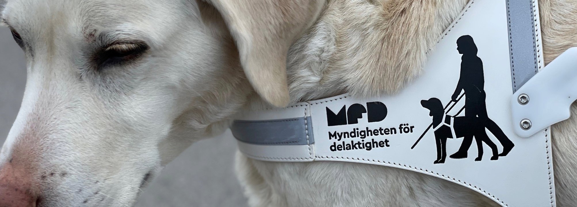 En gul labrador som bär en vit sel med både för ledarhundar. På selen står det MFD och en symbol för ledarhundsekipage i svart. 