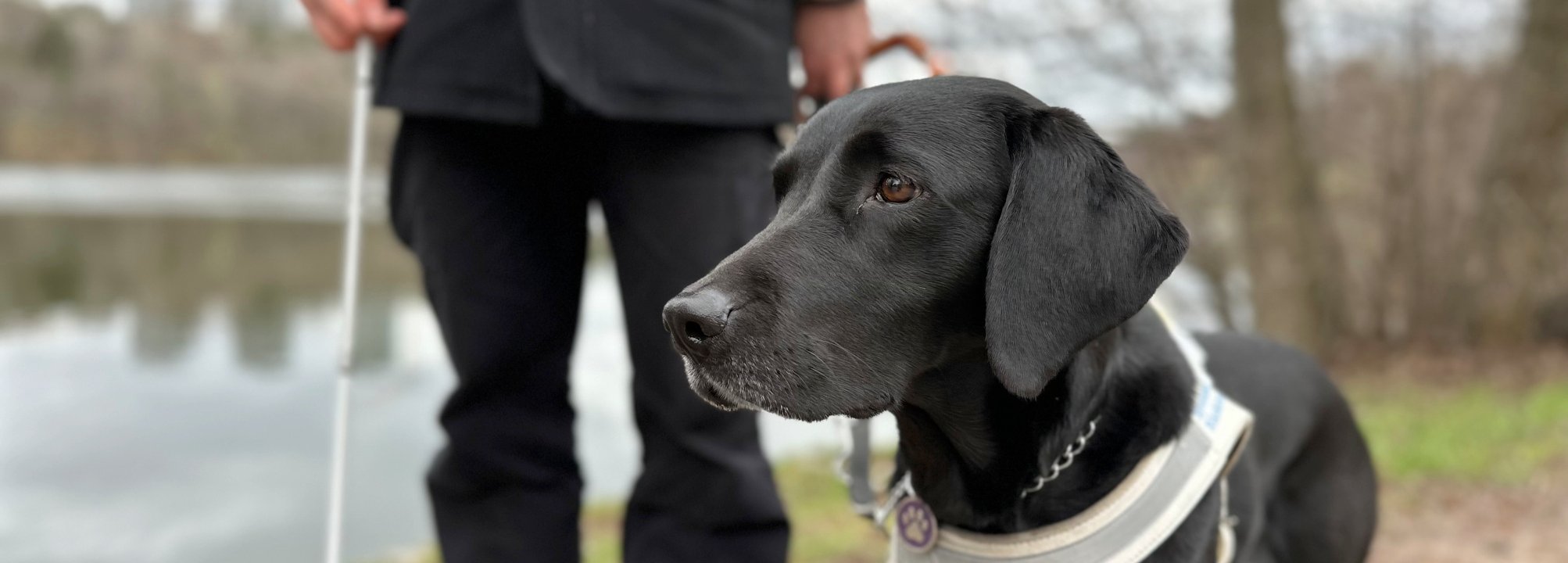 Ledarhunden Mira, en svart labrador, poserar vid en sjö under en promenad med sin förare.