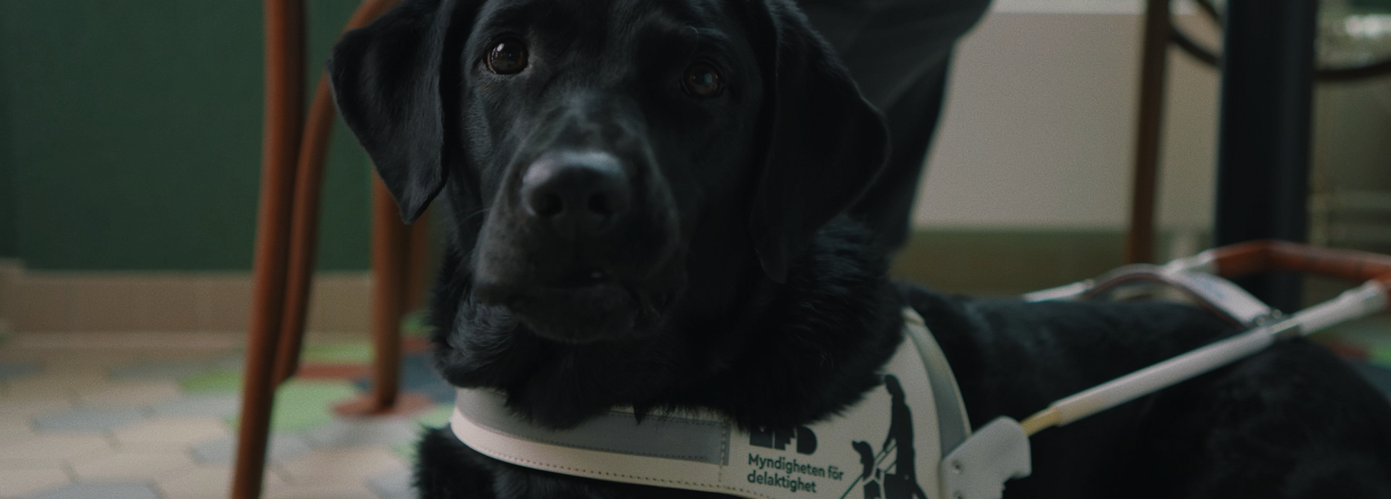 Ledarhund i sele