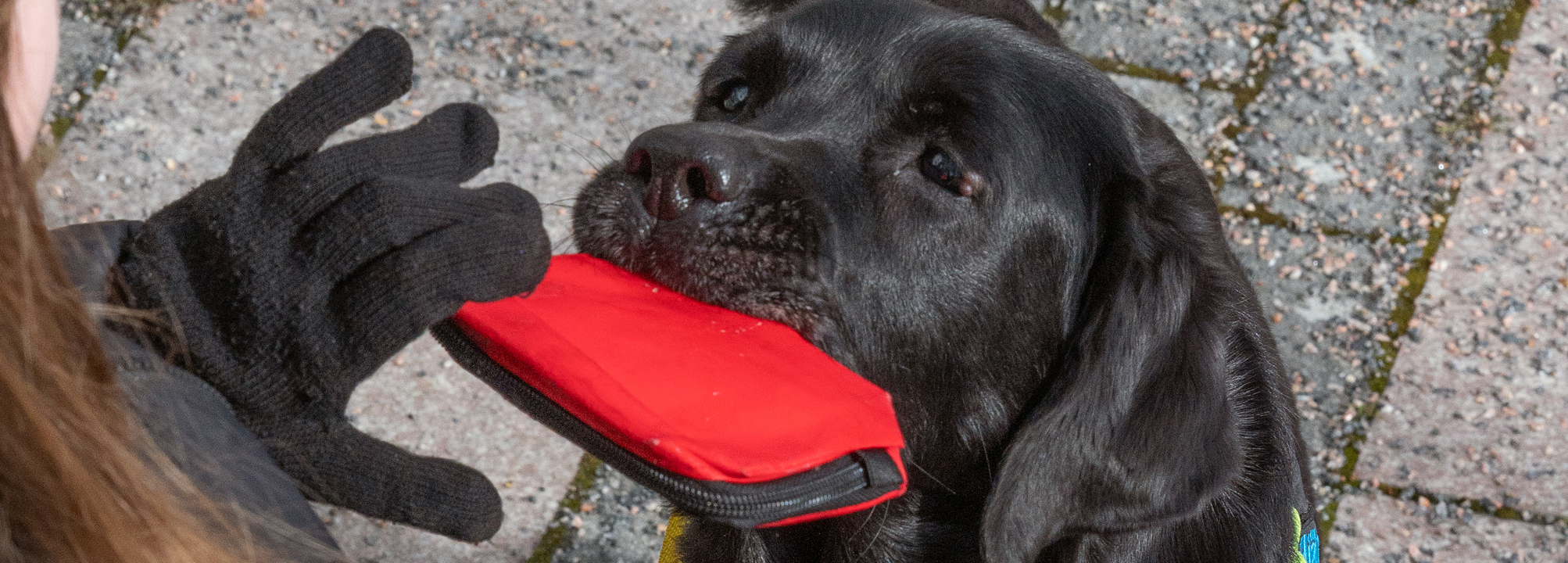 Svart assistanshund hjälper sin förare att plocka upp en röd plånbok. 