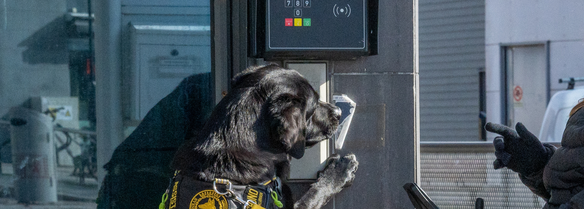 En svart assistanshund står på två ben mot en vägg och trycker på en dörröppnare. 